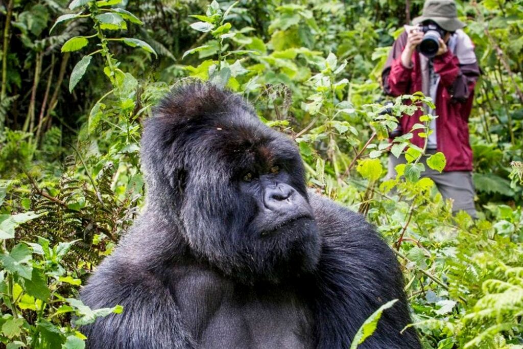 Is gorilla trekking in Bwindi worth the cost?