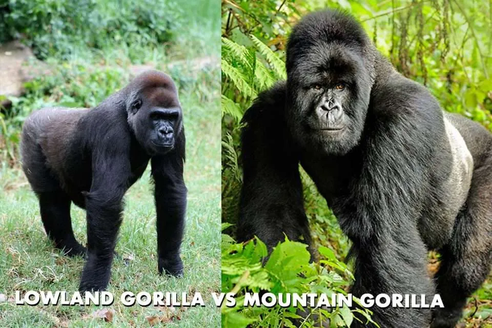 Differences Between Mountain Gorillas And Lowland Gorillas