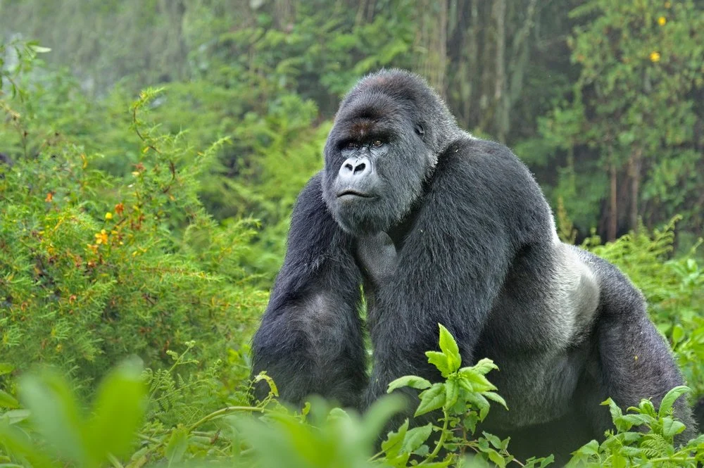 Why Are Silverback Gorillas Important?