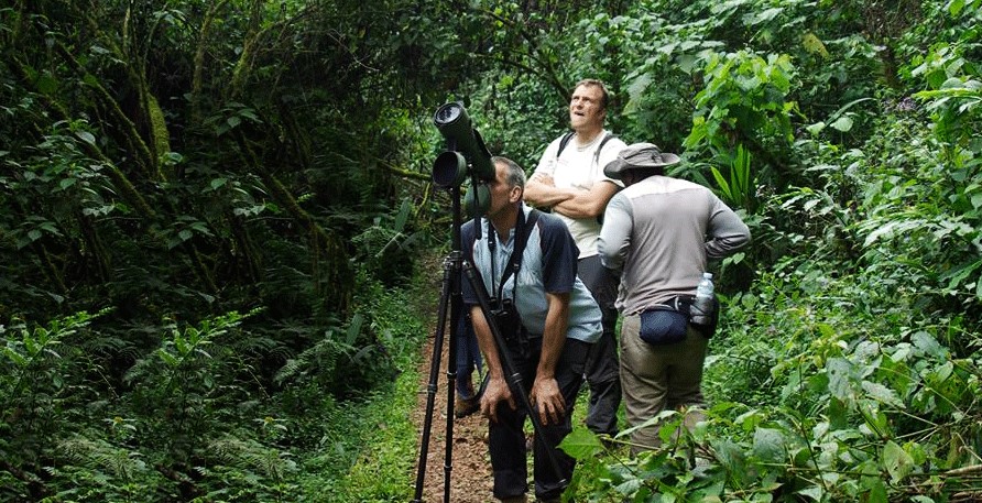 Birding in Mubwindi swamp trail