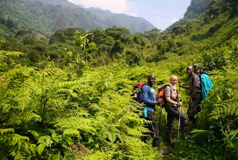 Nkuringo to buhoma walking Safari