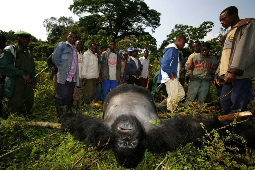 Threats facing Bwindi Impenetrable National Park