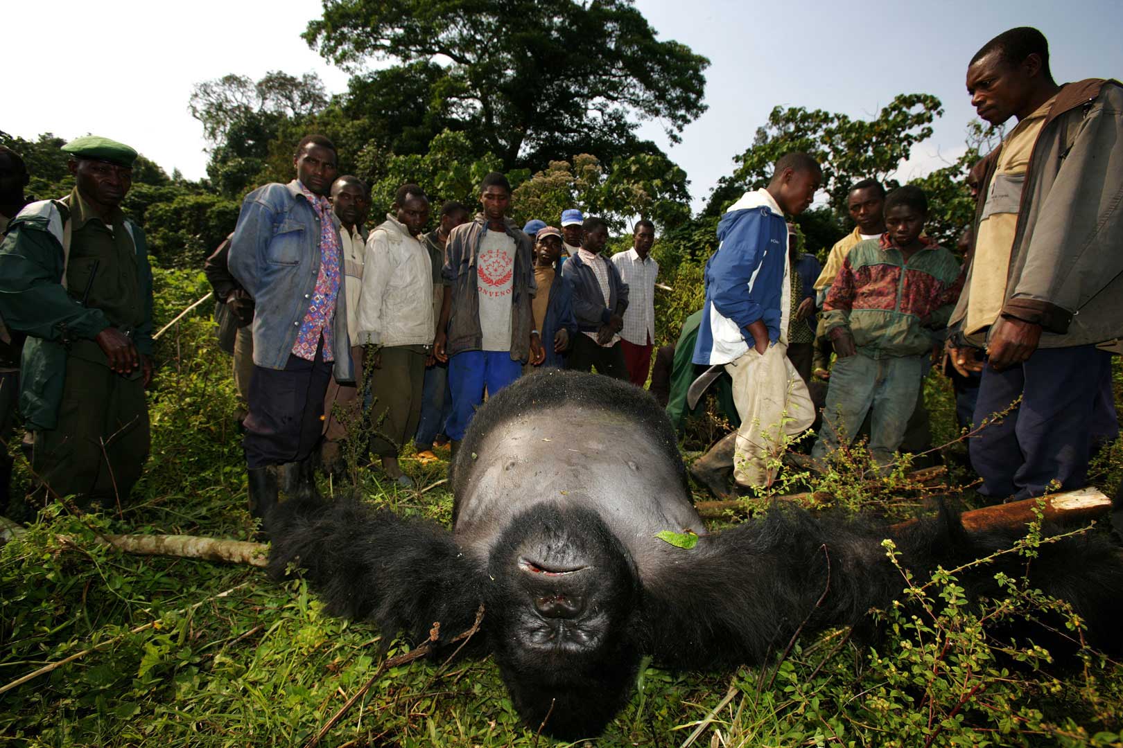 Threats facing Bwindi Impenetrable National Park