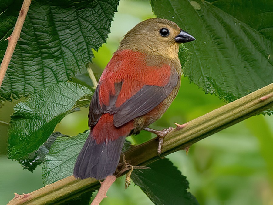 Shelley’s wing in Bwindi National Park