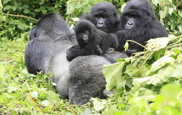 How do gorillas communicate