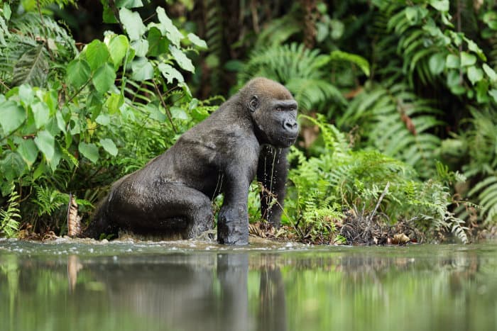 Western-lowland-gorilla-water