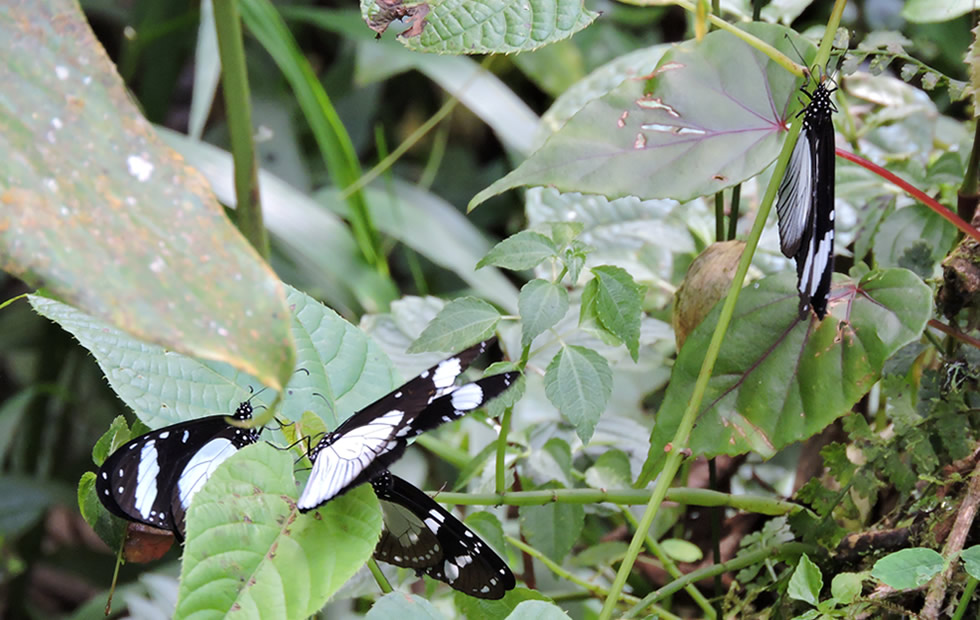 Butterflies And Insects of Bwindi National Park