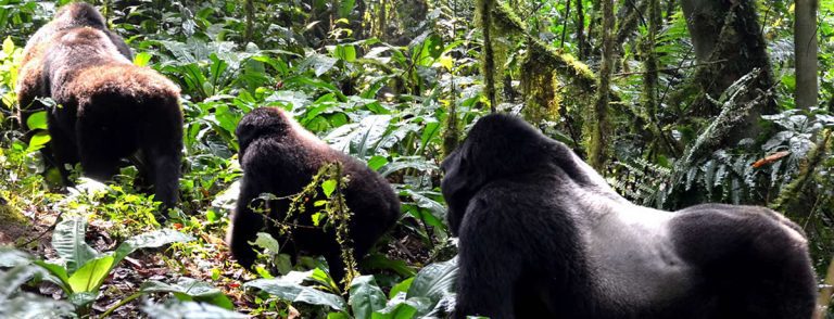 Gorilla conservation in Bwindi National Park