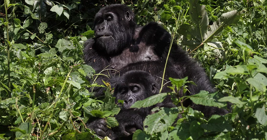 bwindi gorillas