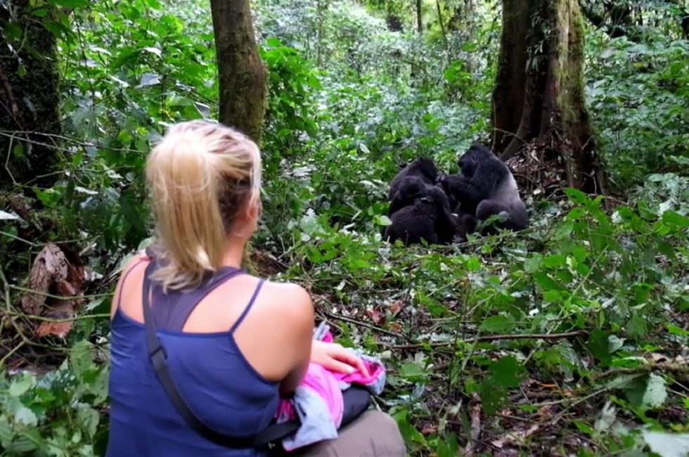 Gorilla habituation in Bwindi National Park