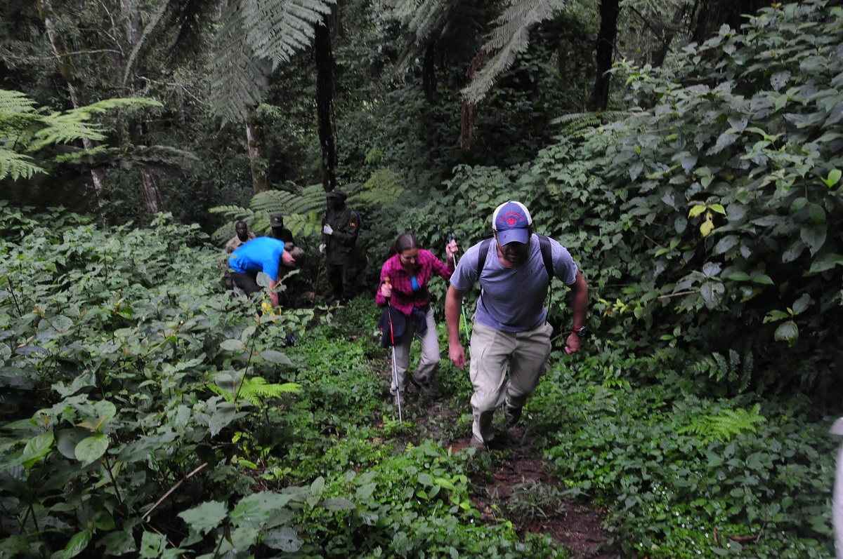 nature walks in bwindi impenetrable national park