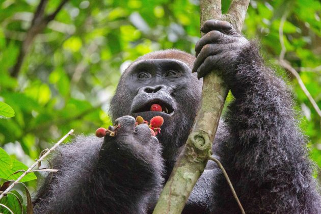 A gorilla eating some berries