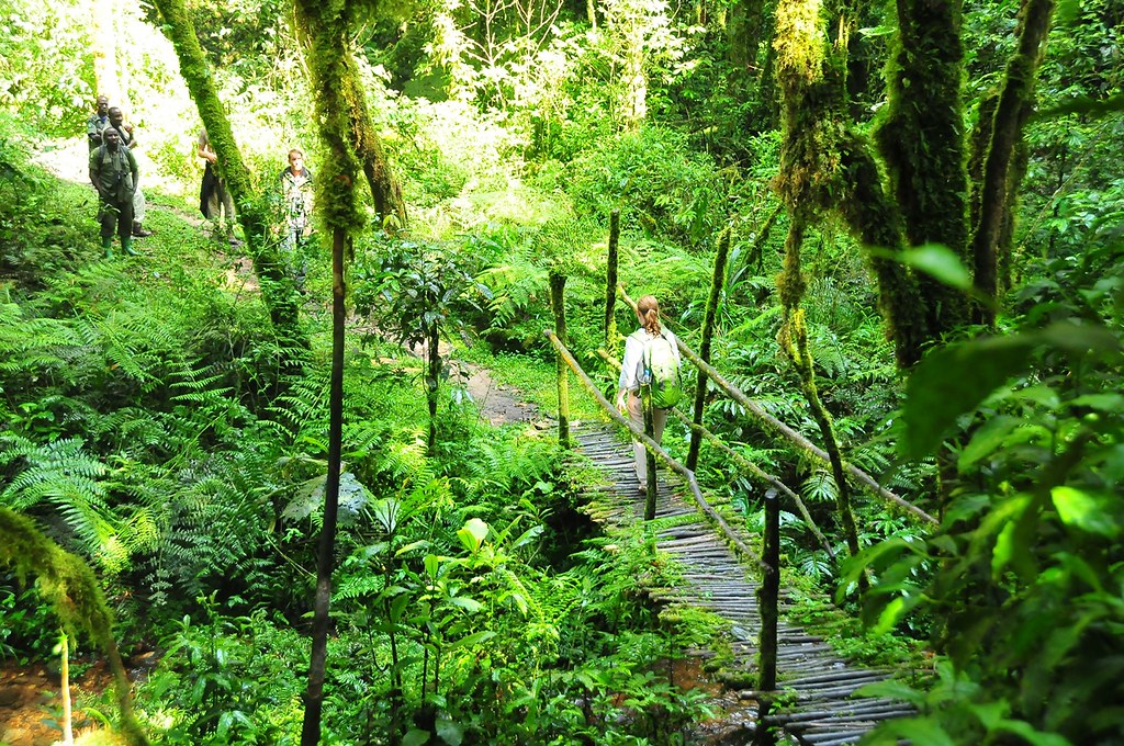 Guided Forest Walks In Bwindi National Park