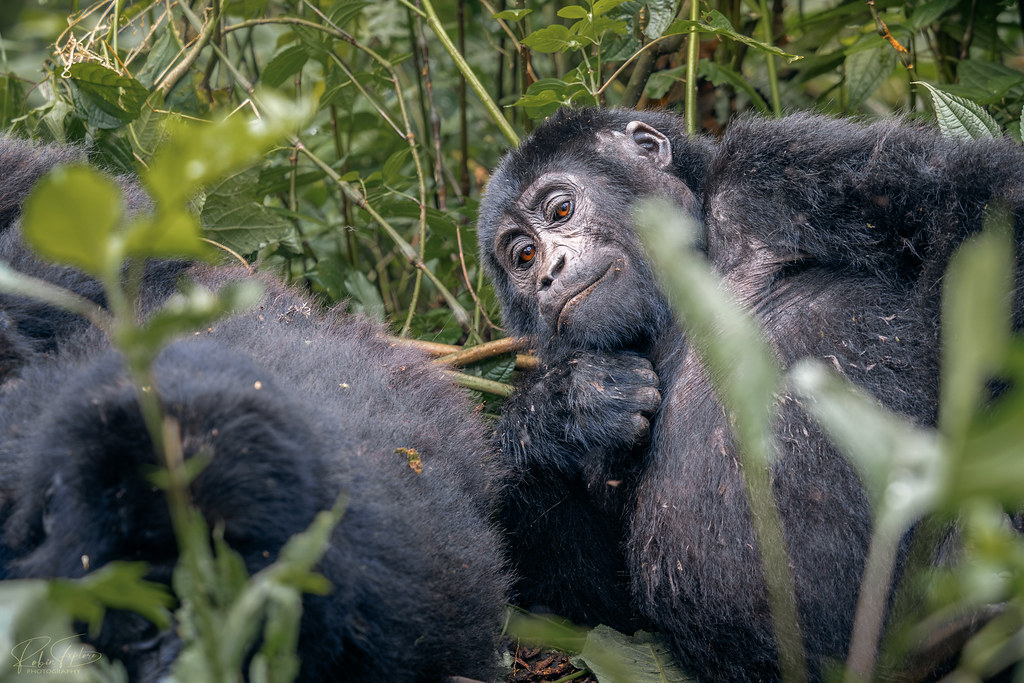 Visiting the Mucunguzi Family in the Rainforest of Bwindi, Rushaga sector.