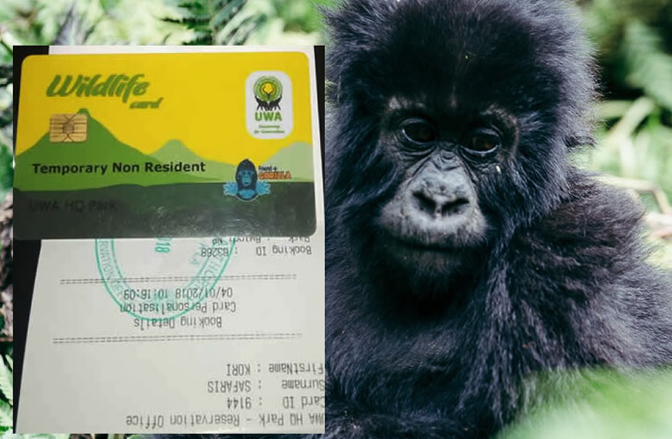 How Gorilla Permits Support Conservation