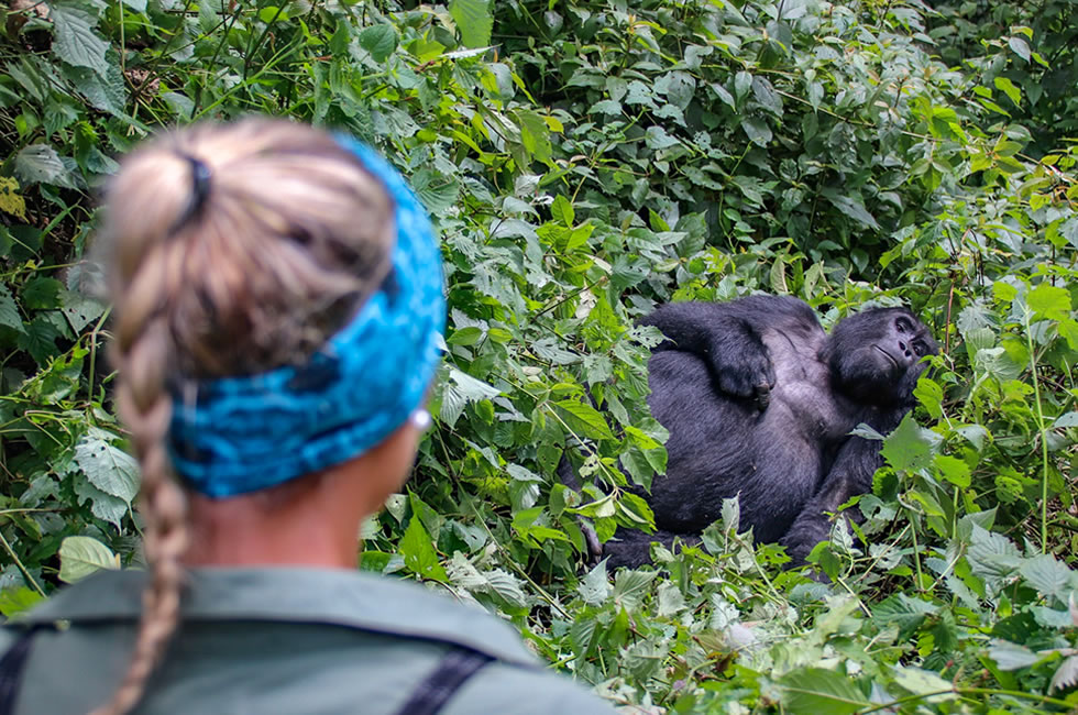 How Gorilla Tourism Protects Endangered Species