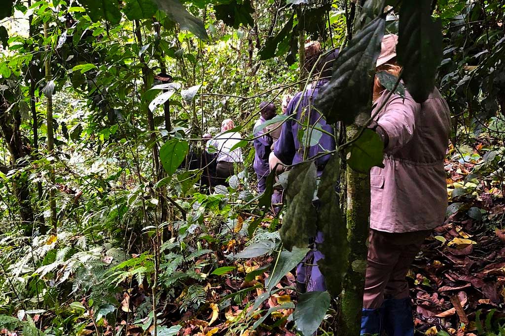 Gorilla Trekking Vs. Nature Walks In Bwindi
