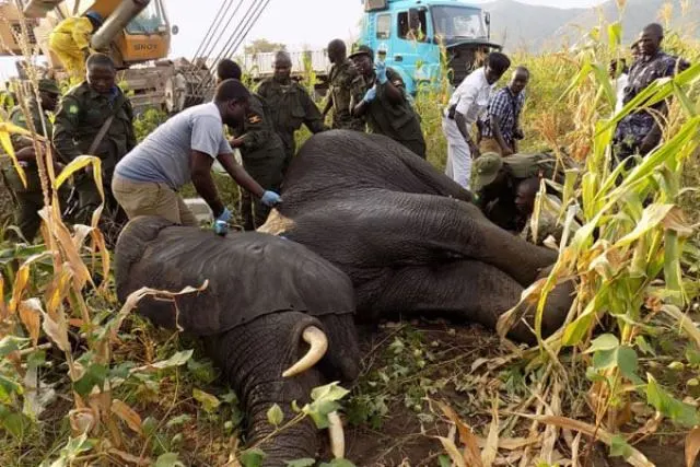 Human-wildlife conflict around Bwindi