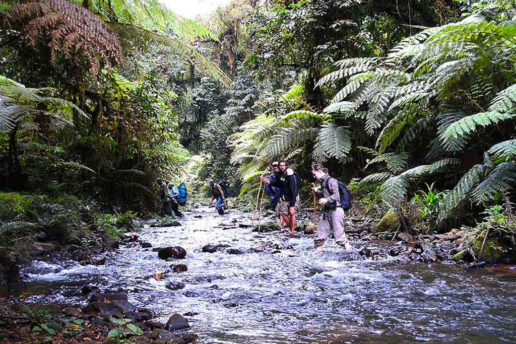 Waterfall Trails In Bwindi Impenetrable Forest