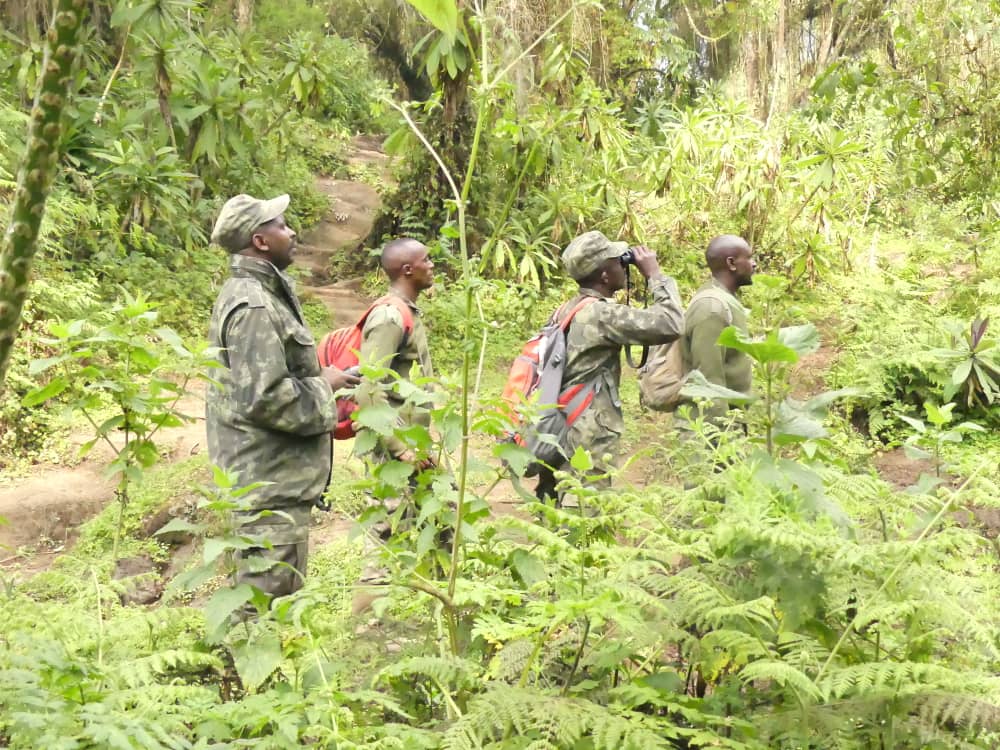 Role of rangers in Bwindi conservation