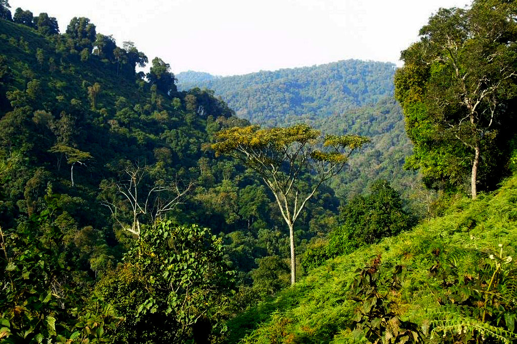 Bwindi Rainforest Conservation