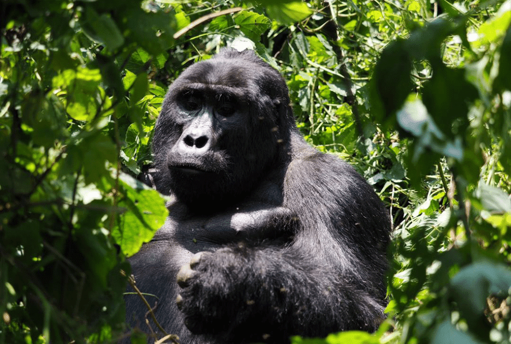 Bwindi vs Mgahinga National Park