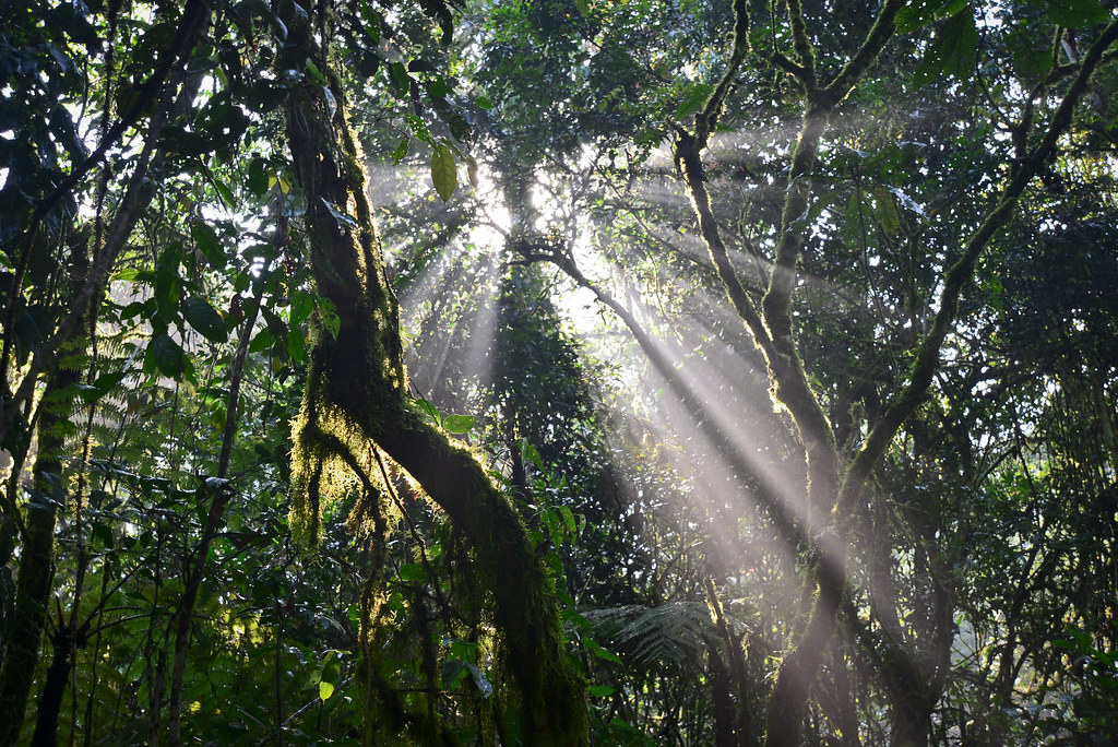Top Bwindi National Park Tips for New Visitors