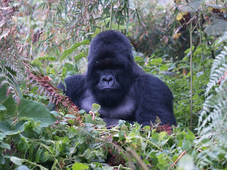Common mistakes to avoid when visiting Bwindi
