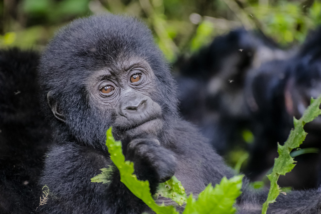 Top reasons to visit Bwindi National Park
