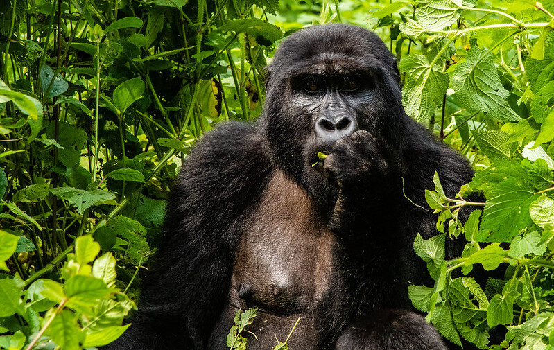 Bwindi National Park Entry Fees