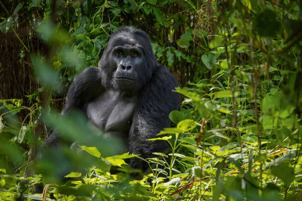 Distance between sectors in Bwindi Park