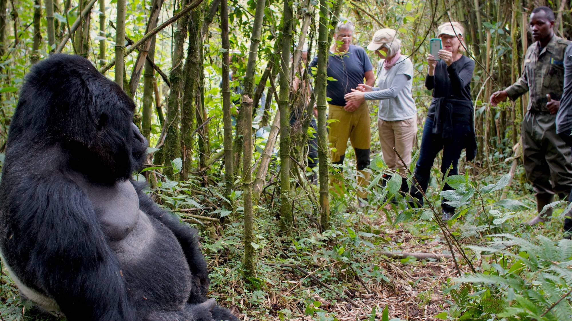 Gorilla Trekking Rules And Safety Tips In Bwindi