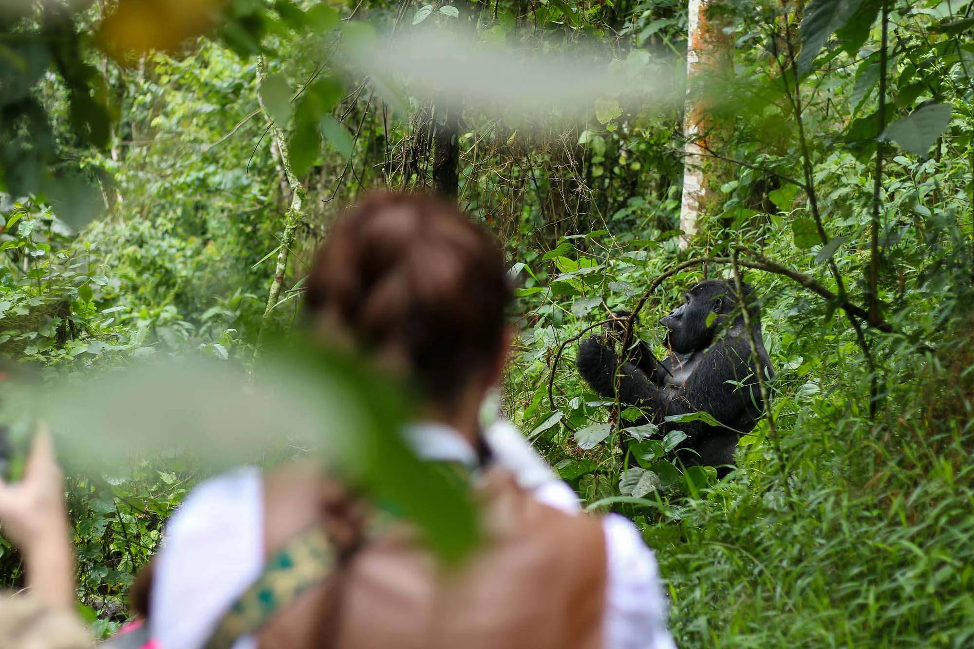 How Difficult Is Gorilla Trekking in Bwindi? Guide for Visitors