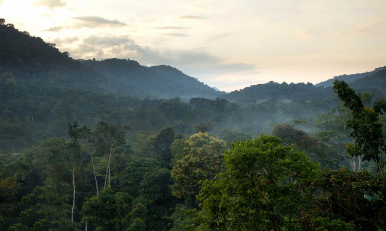 Bwindi weather guide: