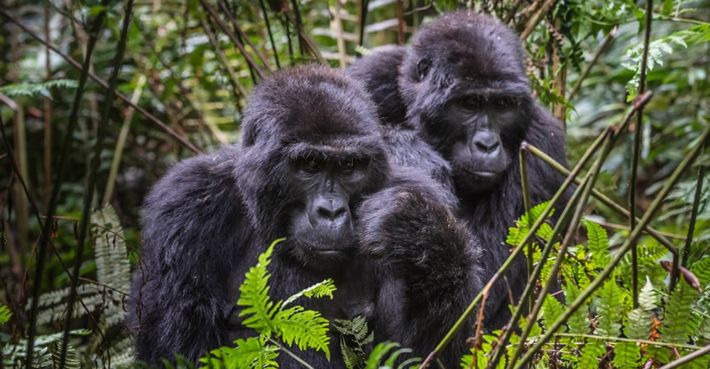Things Most Visitors Don’t Know About Bwindi