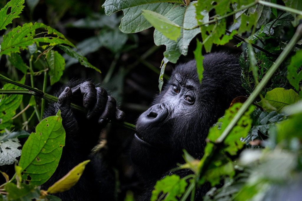 Best time to visit Bwindi Impenetrable National Park