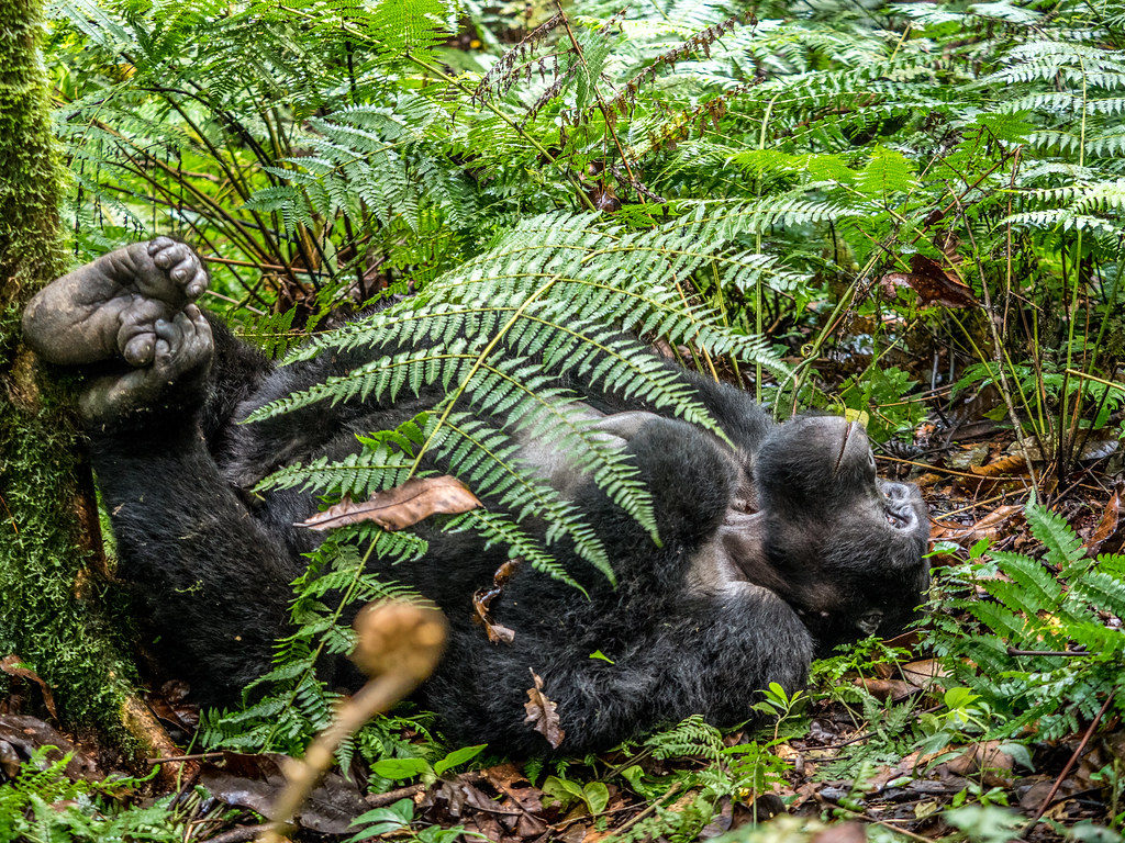 Buhoma sector gorilla