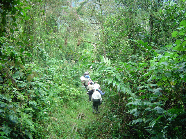 Guided forest walk in Bwiindi Forest
