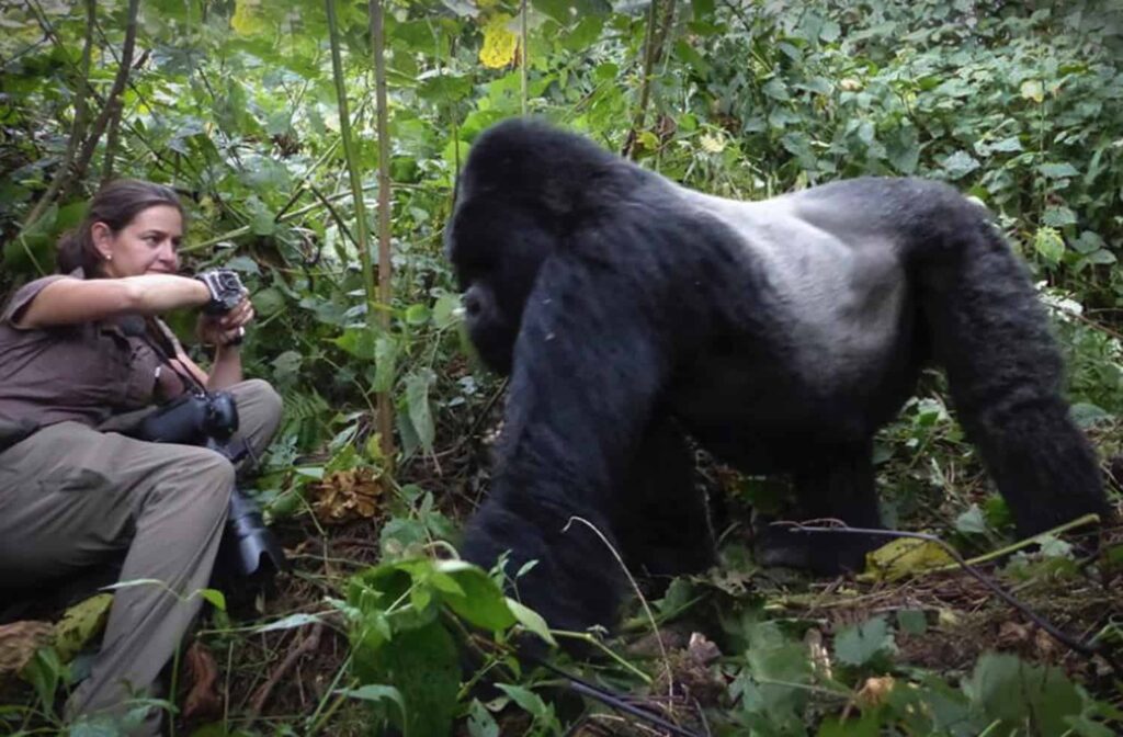 Gorilla Photography Tips For Bwindi Treks