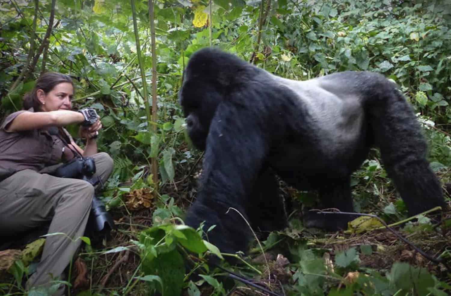 Gorilla Photography Tips For Bwindi Treks