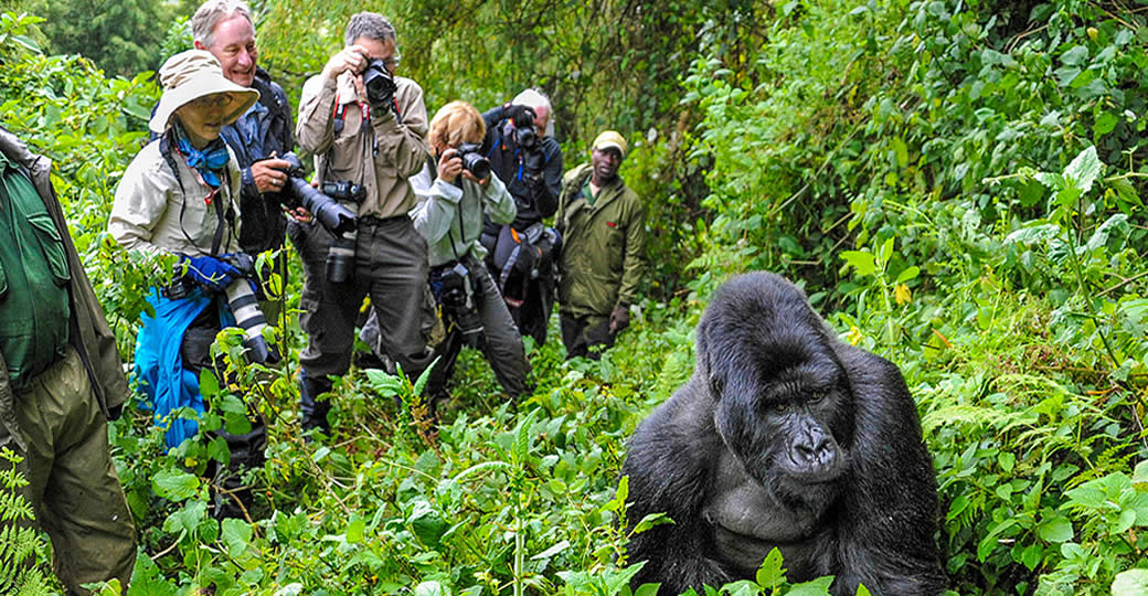 gorilla-trekking-success rate
