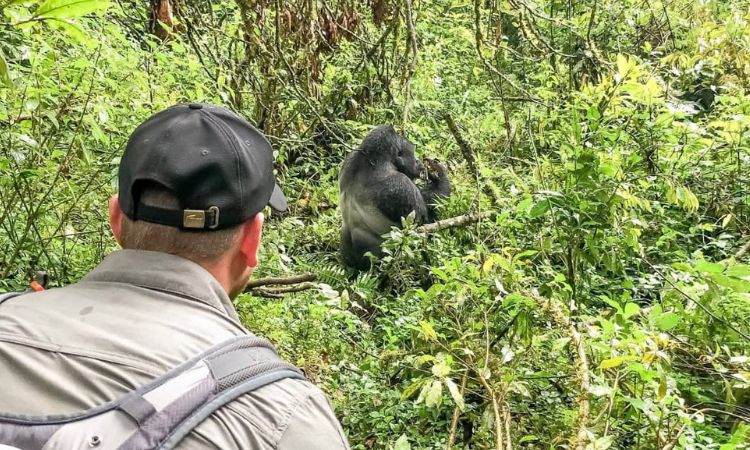 how close do you get to gorillas in bwindi?