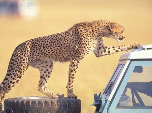 12-Days-Kenya-Tanzania-Safari