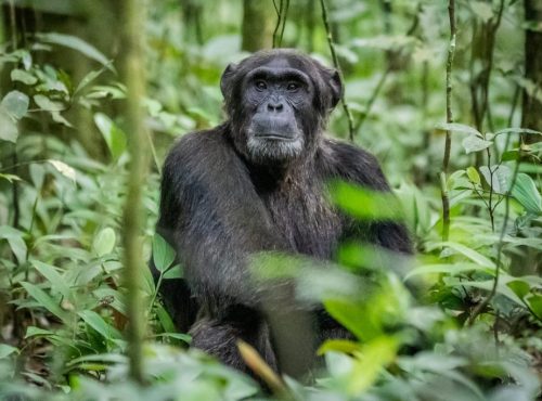 4 Days Chimpanzee Trekking Safari