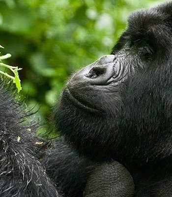 4-Days-Bwindi-Double-Gorilla-Trekking