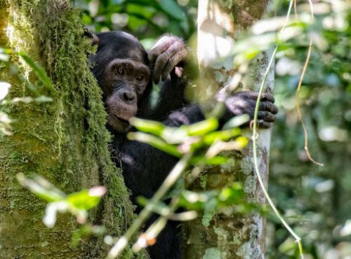 5-days-Nyungwe-Chimpanzee-Trekking-and-Kahuzi-Biega