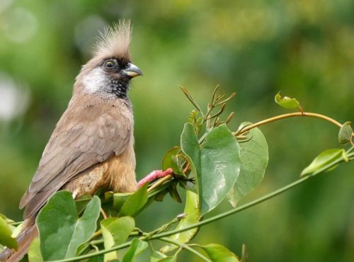 Birds-in-Mountain-Rwenzori