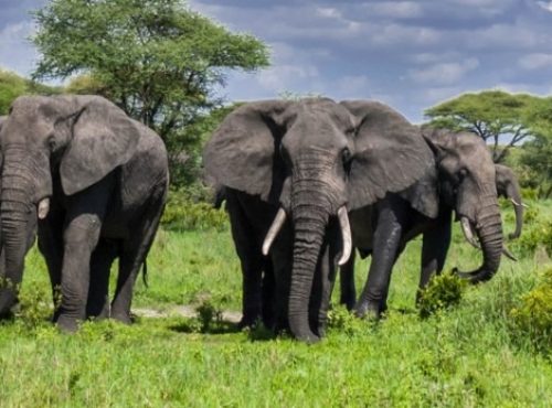 Elephants-in-Tarangire-National-Park