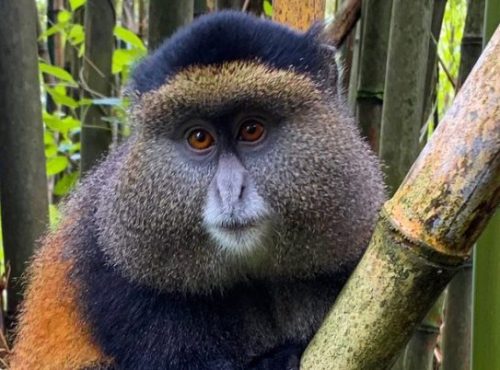 Golden-monkey-in-Mgahinga-e1602470989135-850x402 (1)