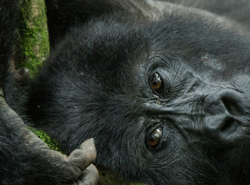 Gorilla-Trekking-Experience-in-Volcanoes-national-park-900x412